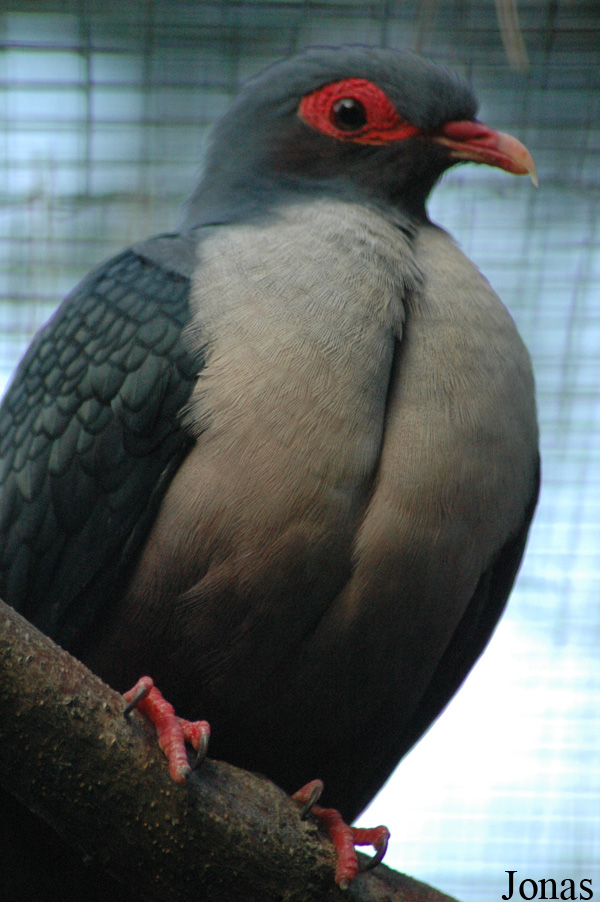 Gymnophaps albertisii