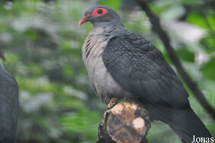 Gymnophaps albertisii