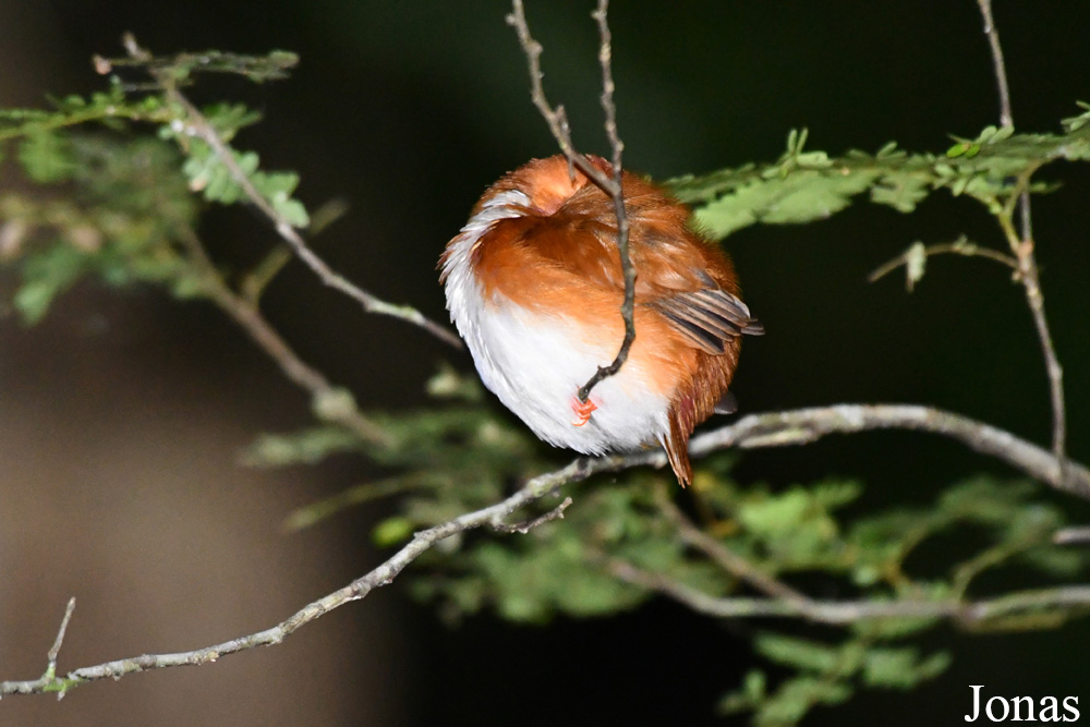 Parc National de Lokobe