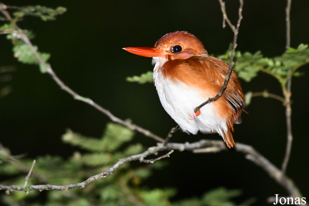 Parc National de Lokobe