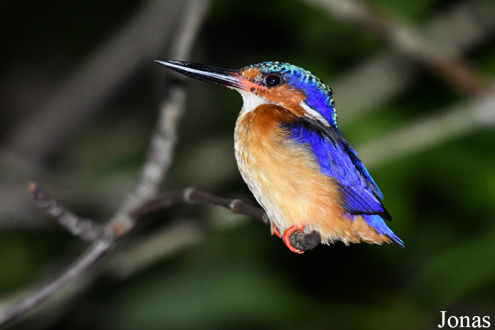 Parc National de Lokobe
