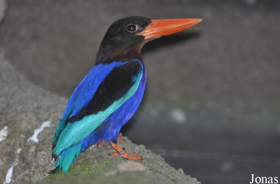 Halcyon cyanoventris