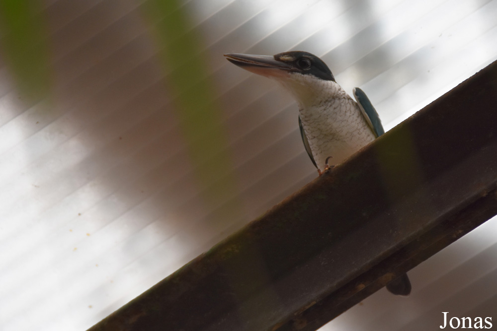 Todiramphus chloris