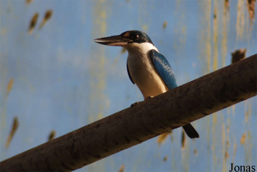 Todiramphus chloris