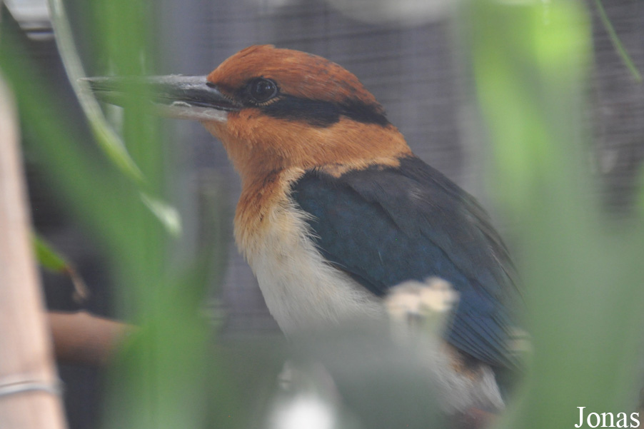 Todiramphus cinnamominus cinnamominus