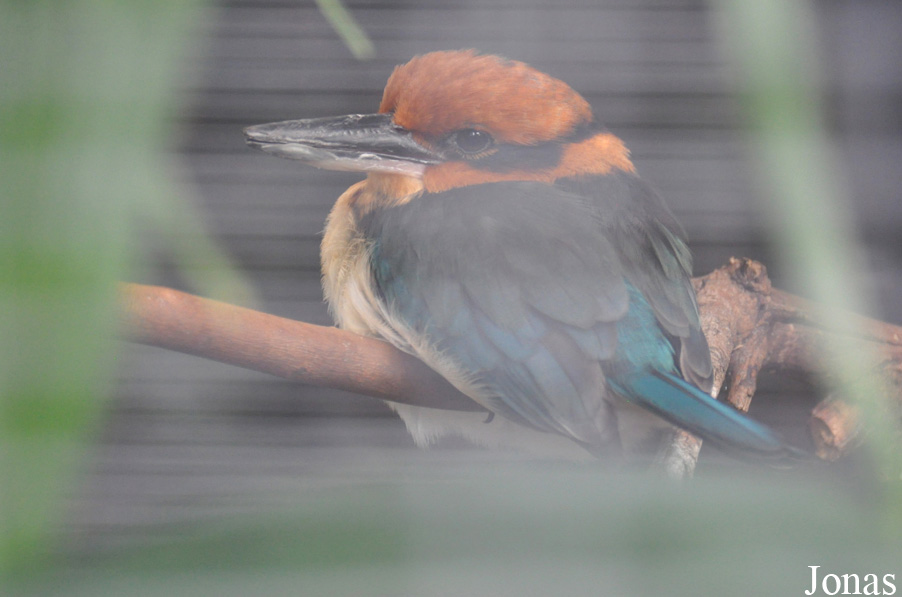 Todiramphus cinnamominus cinnamominus