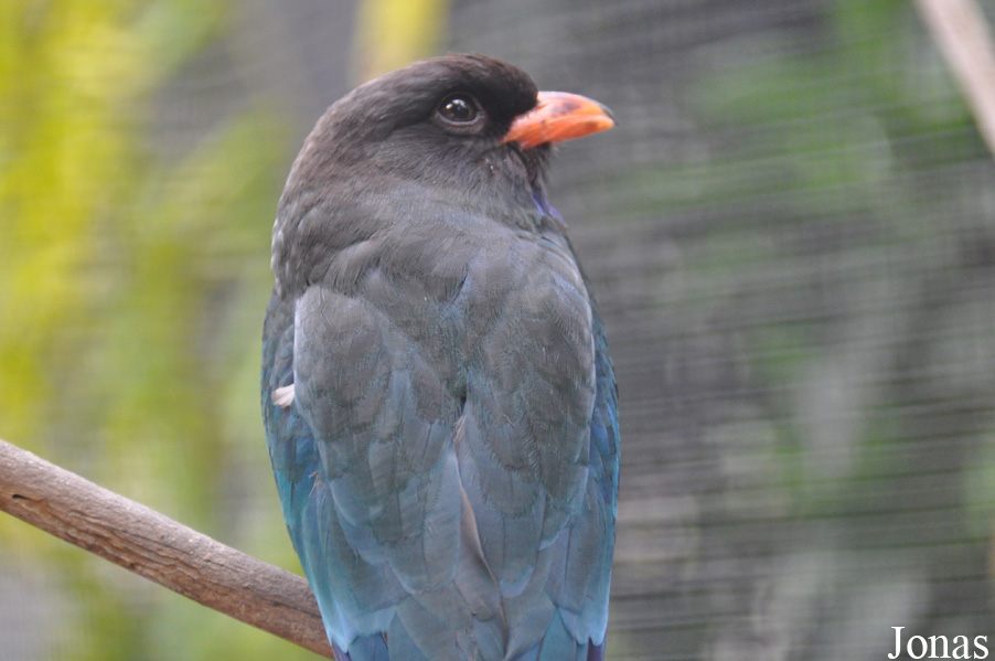 Eurystomus orientalis orientalis