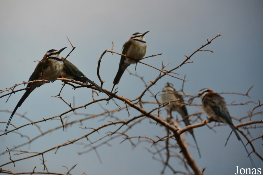 Merops albicollis
