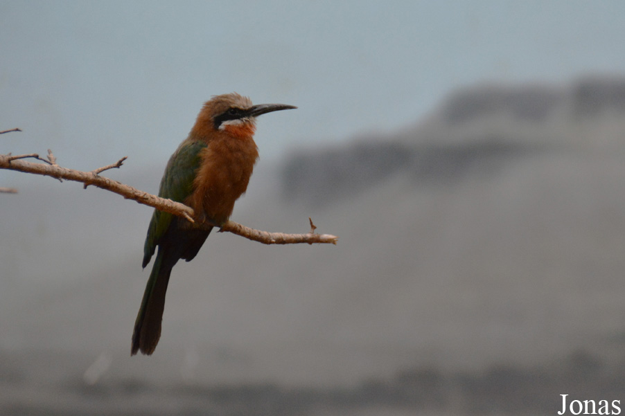 Merops bullockoides