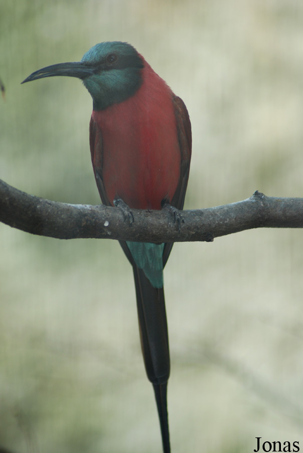 Merops nubicus
