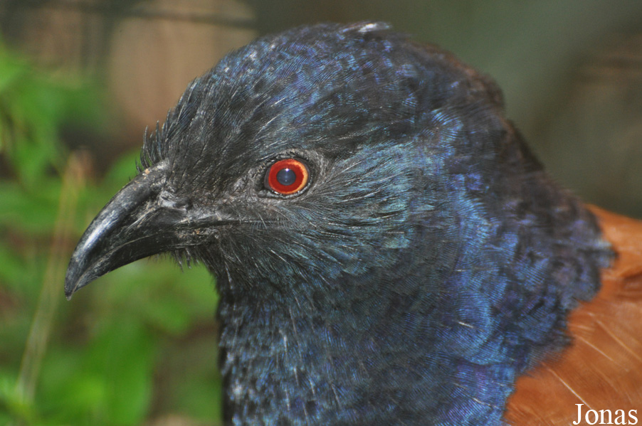 Centropus sinensis