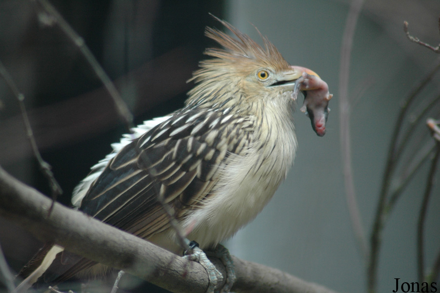 Guira guira