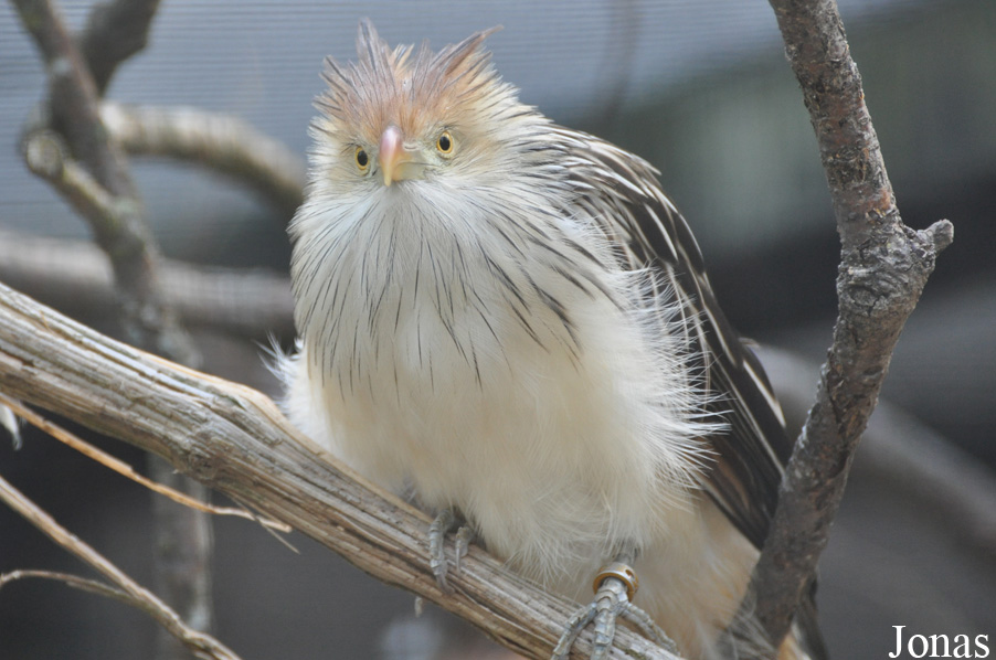 Guira guira