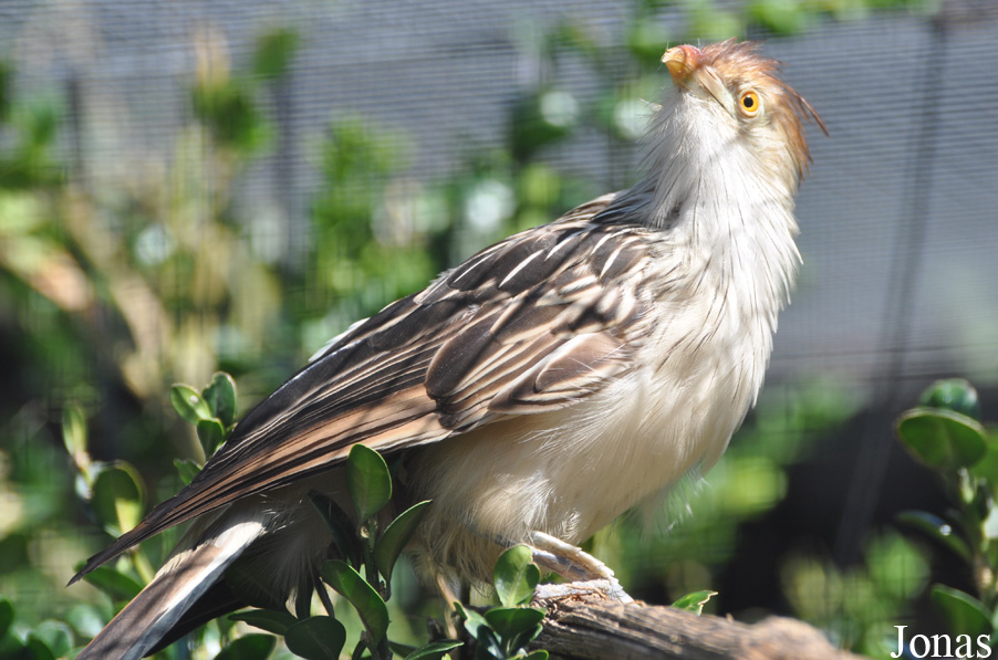 Guira guira