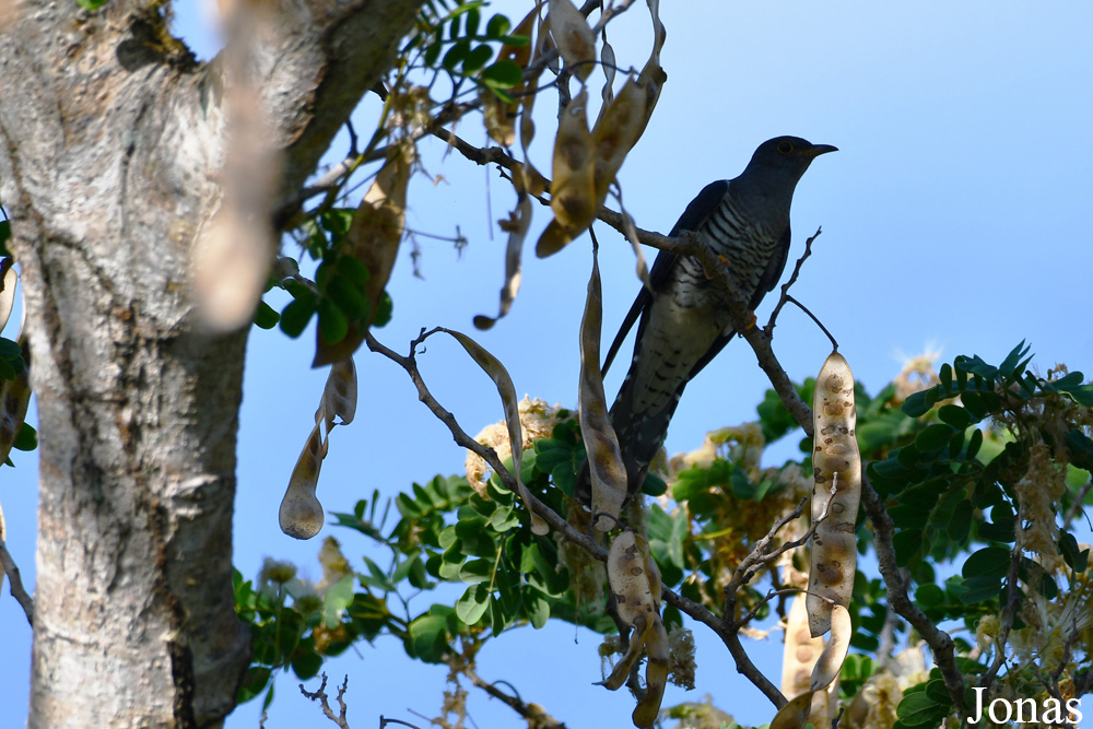 Parc National de Lokobe