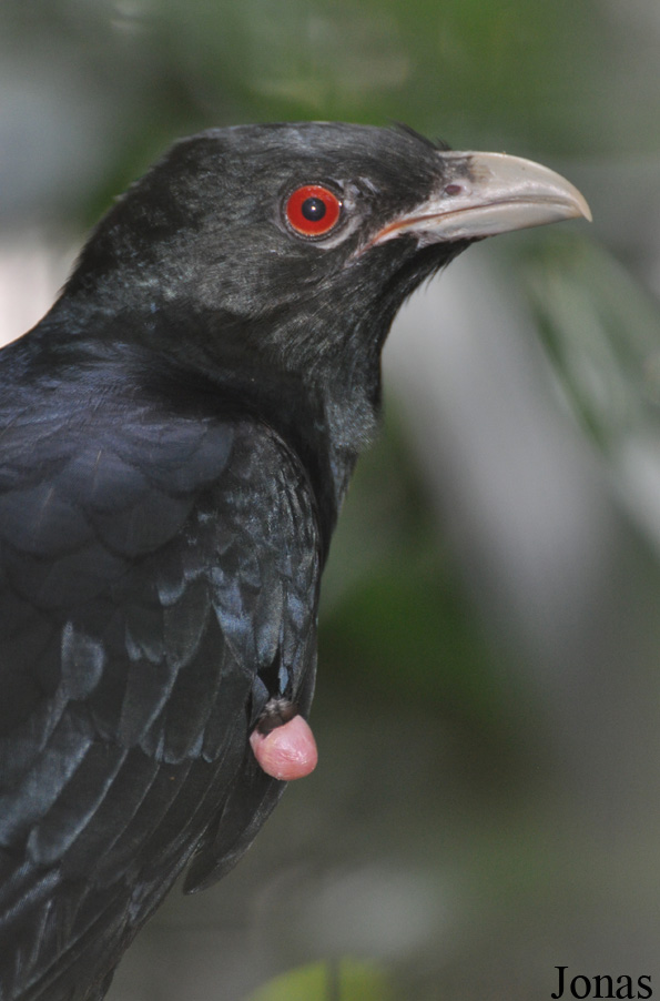 Eudynamys scolopaceus