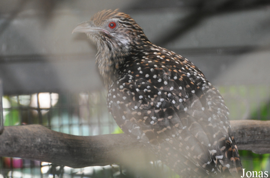 Eudynamys scolopaceus