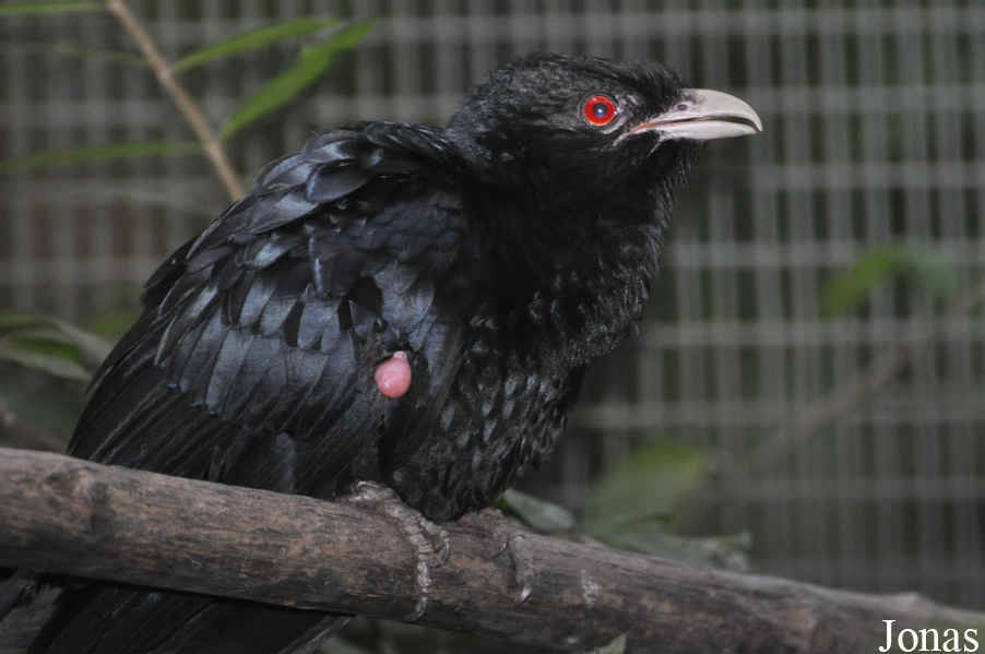 Eudynamys scolopaceus