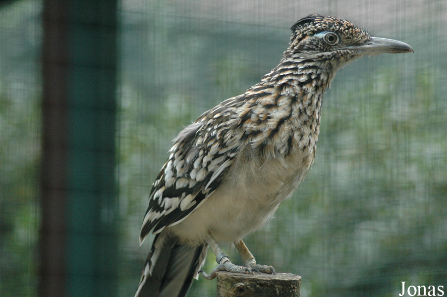 Geococcyx californianus