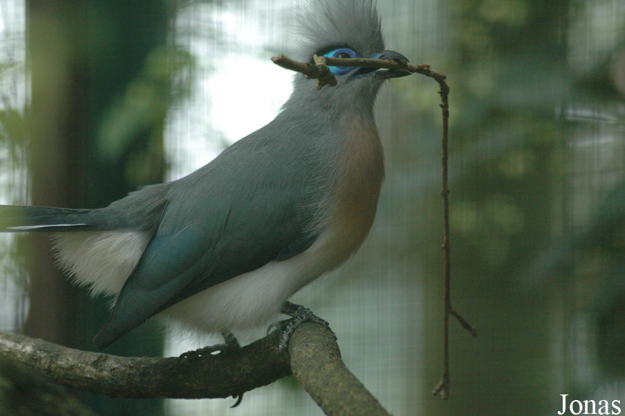 Coua cristata
