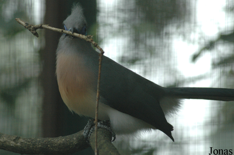 Coua cristata