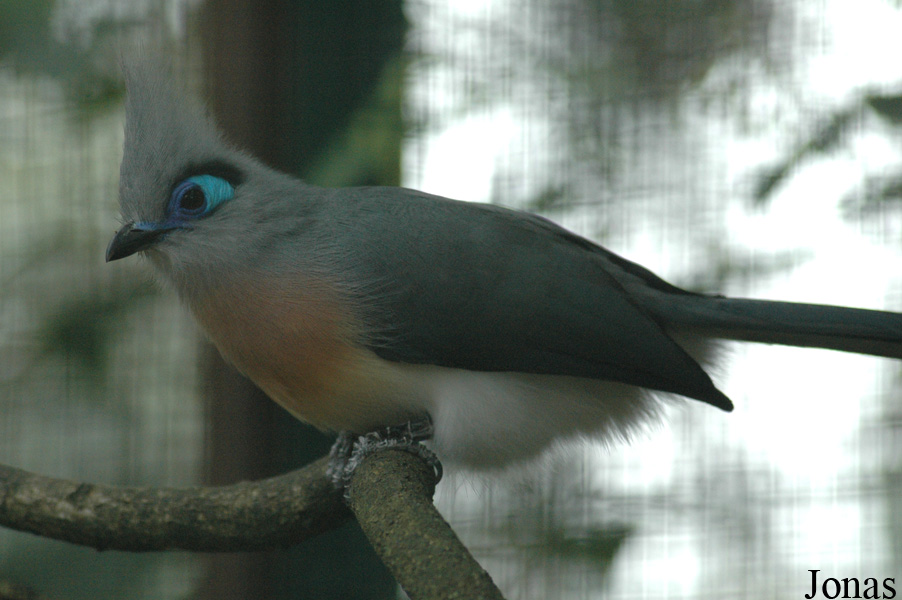Coua cristata
