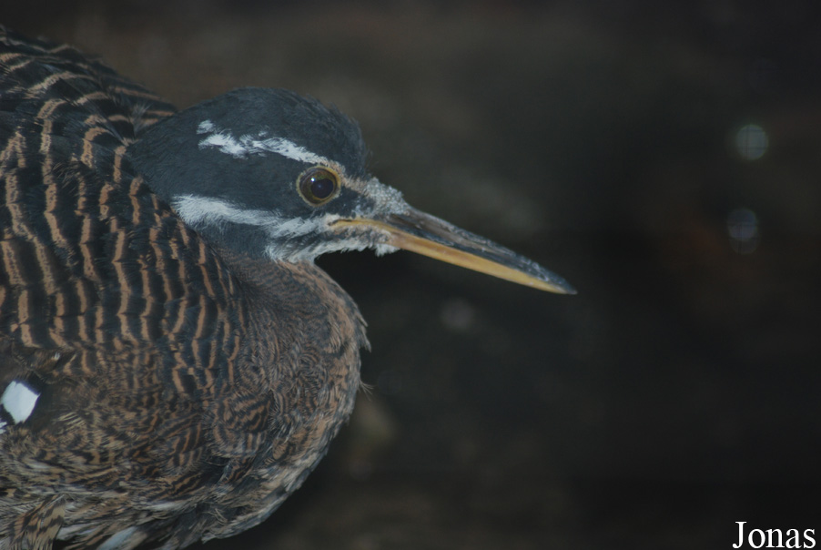 Eurypyga helias