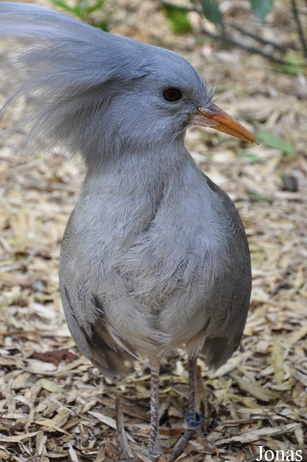 Rhynochetos jubatus