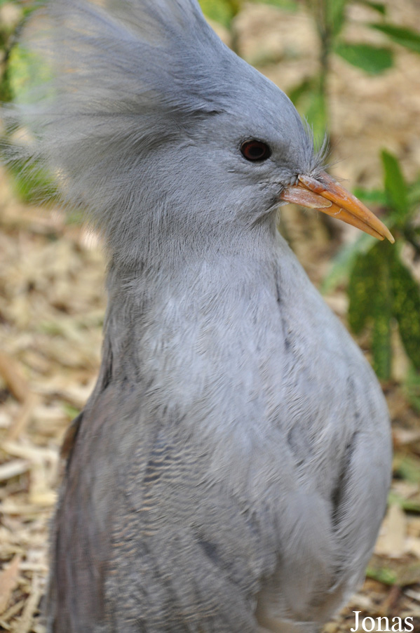 Rhynochetos jubatus