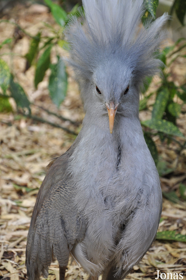 Rhynochetos jubatus