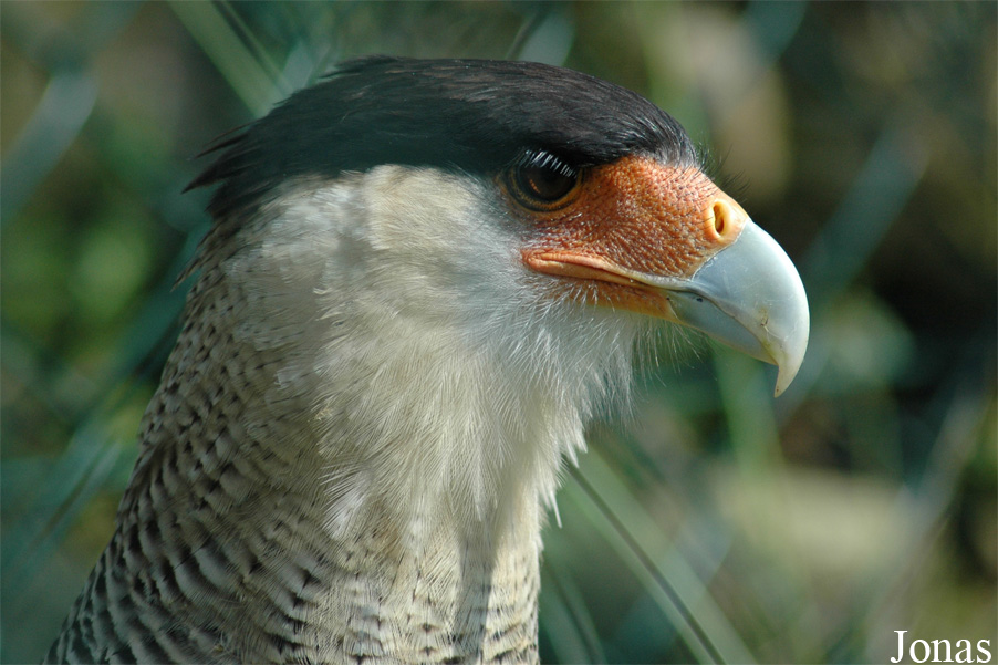 Caracara plancus plancus