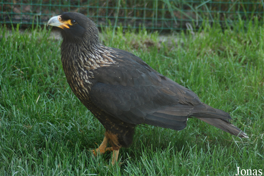 Daptrius australis