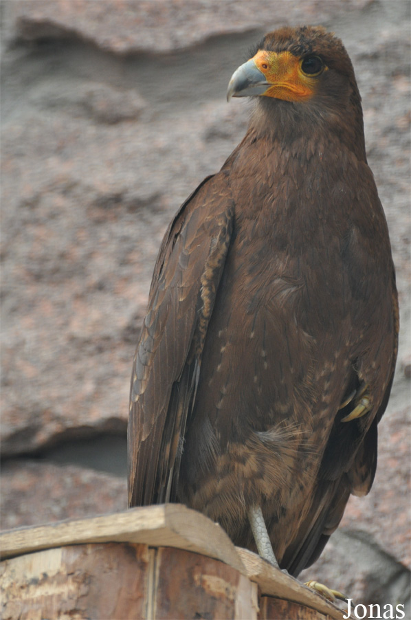 Daptrius megalopterus