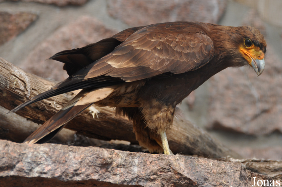 Daptrius megalopterus