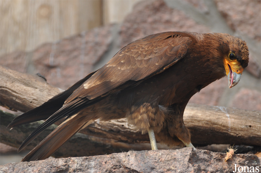 Daptrius megalopterus