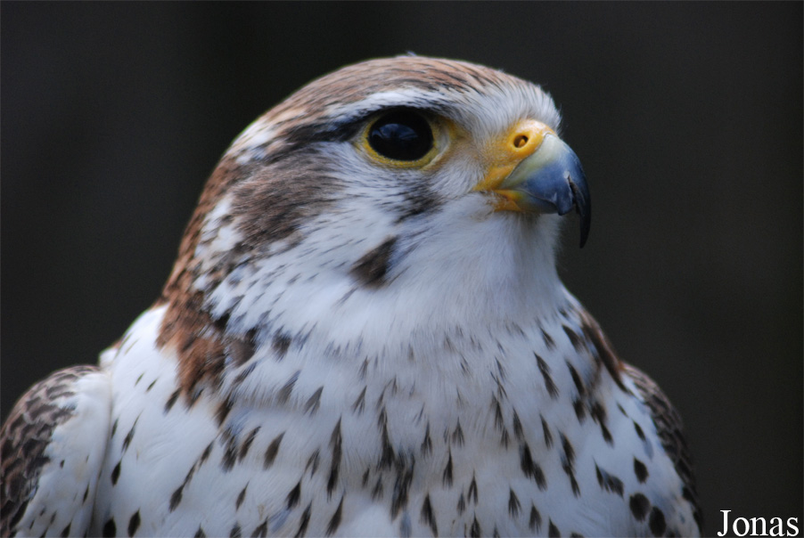 Falco biarmicus