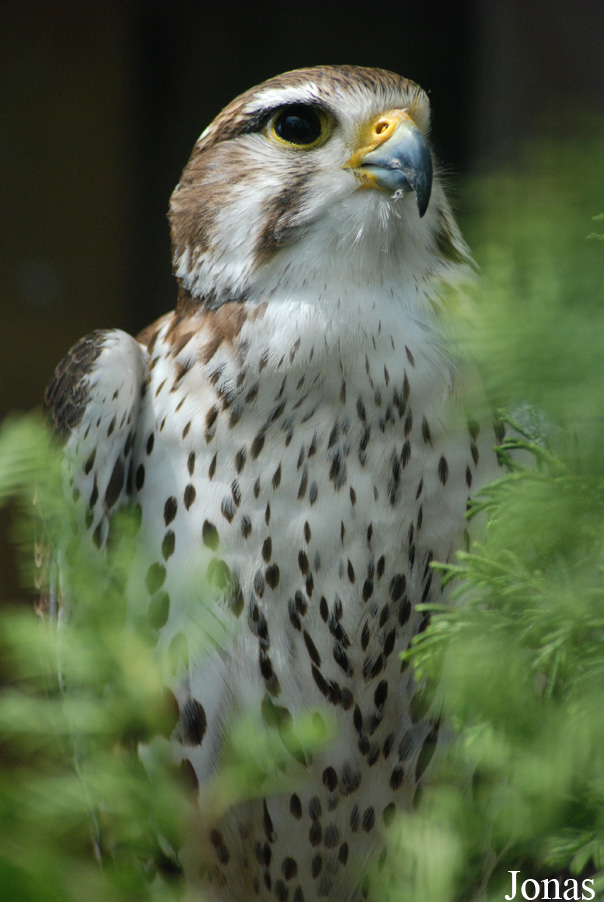 Falco biarmicus