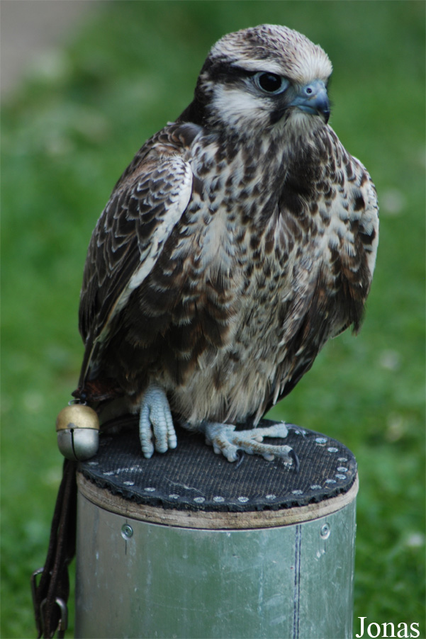 Falco cherrug