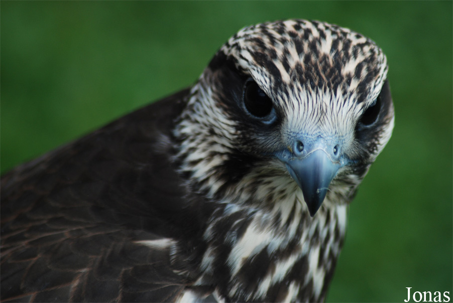 Falco cherrug