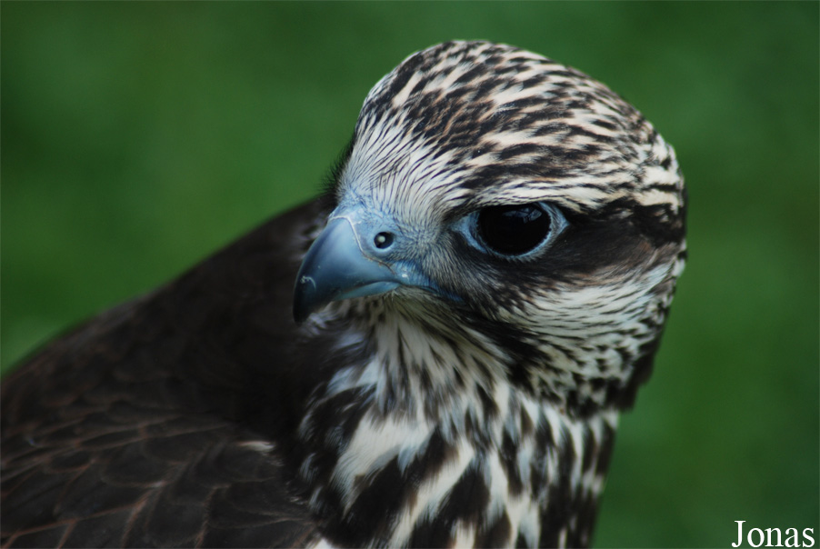 Falco cherrug