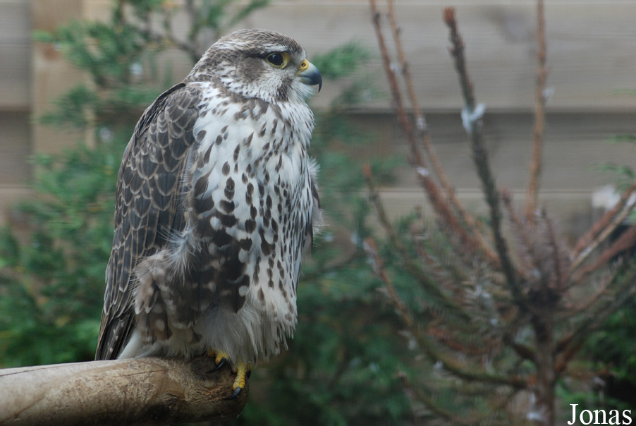 Falco cherrug