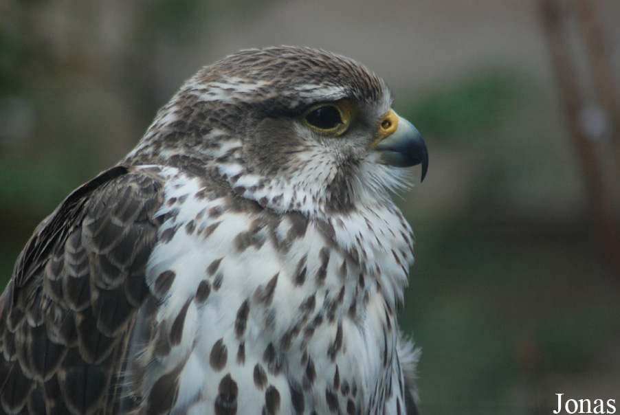 Falco cherrug
