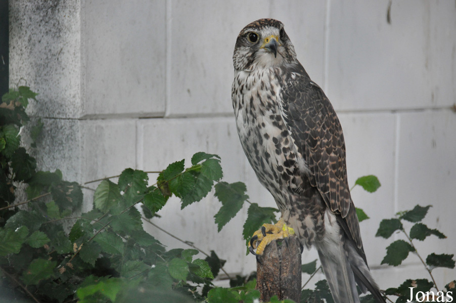 Falco cherrug