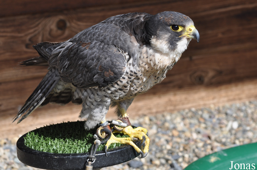 Falco peregrinus