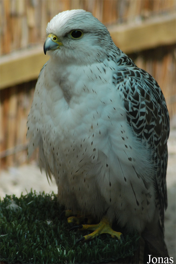 Falco rusticolus