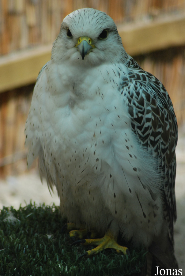 Falco rusticolus