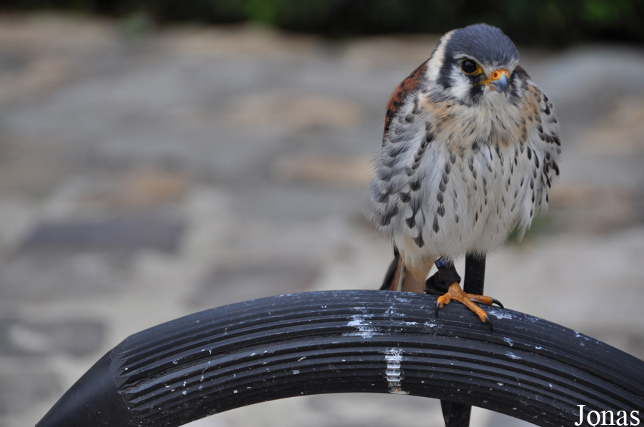 Falco sparverius