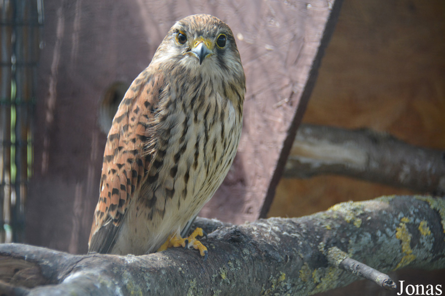 Falco tinnunculus