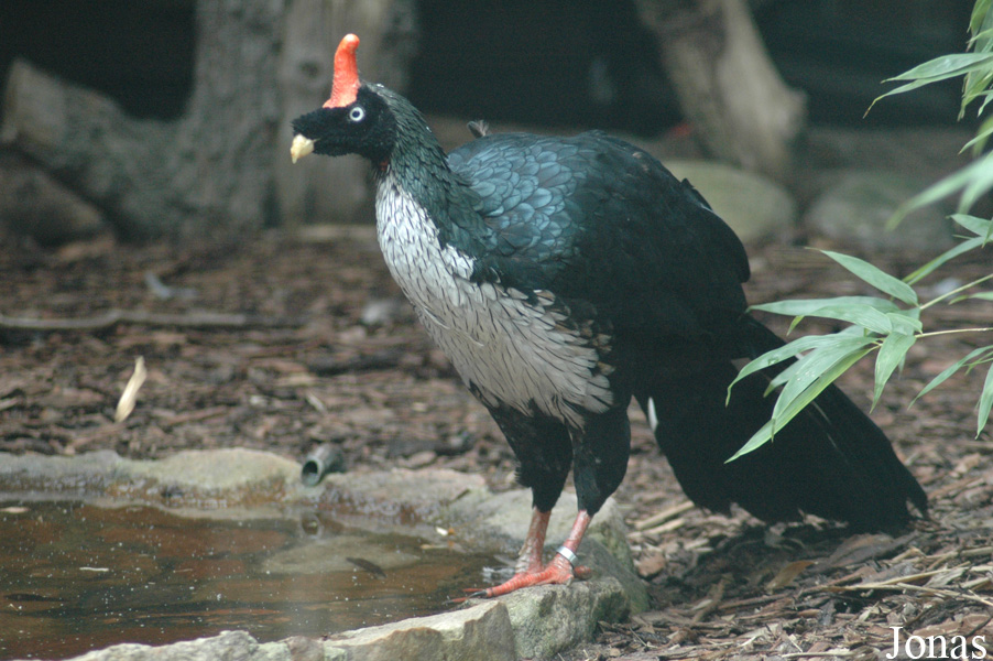 Oreophasis derbianus