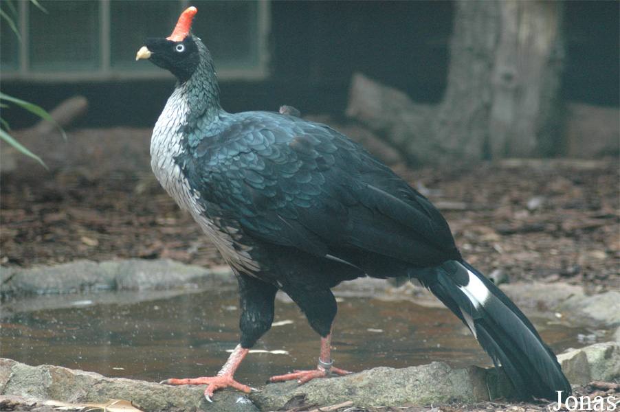 Oreophasis derbianus